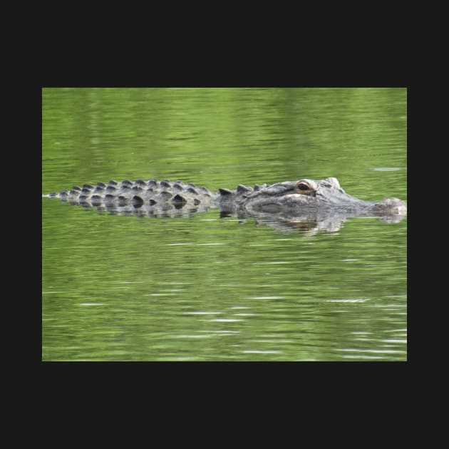 Gatorflauge by 27Captures