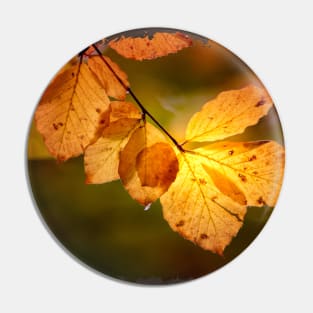 autumn leaves Pin