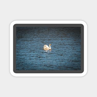 Swan lake Magnet