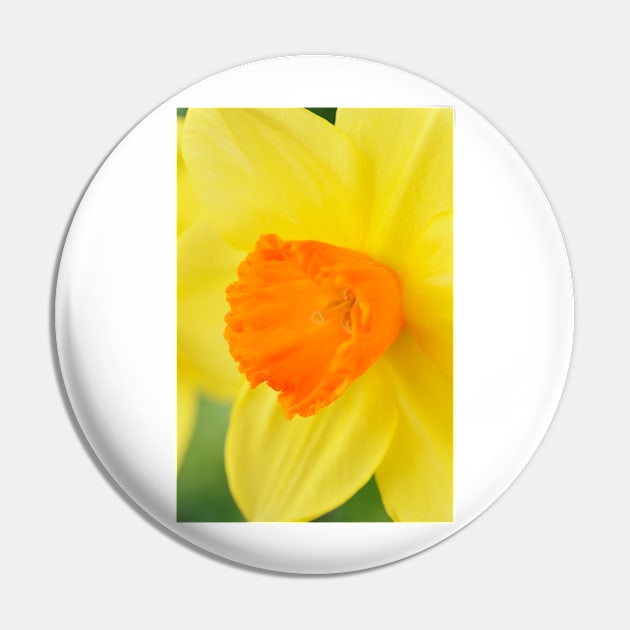 Narcissus  &#39;Red Devon&#39;  Division 2 Large-cupped   Daffodil Pin by chrisburrows