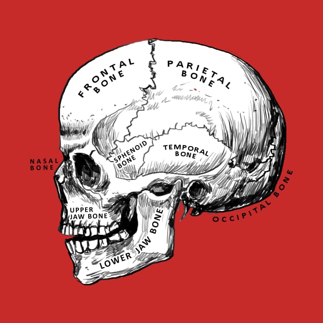 skull - anatomy by medicalcortexx