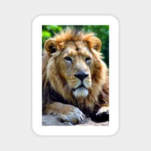 Asiatic Lion Panthera Leo Persica Big Cat Male Magnet