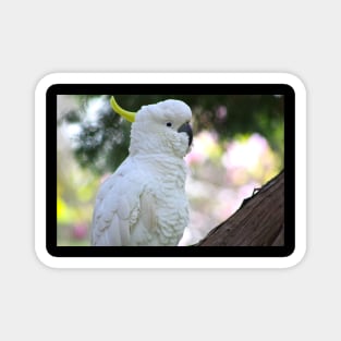 The Sulphur Crested Cockatoo Magnet
