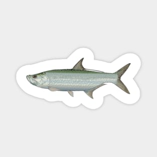 tarpon Magnet