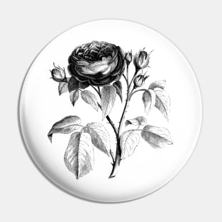 Black Rose Flower Vintage Botanical Illustration Pin