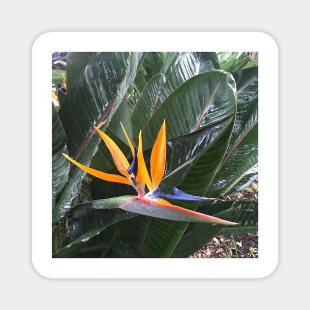 Bird of Paradise - colourful plant design Magnet by Miss Santa's Store