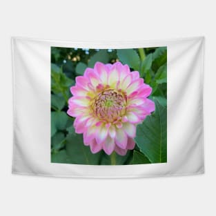 Bright Pink, Yellow And White Dahlia Bloom Tapestry