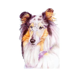 Collie - blue merle T-Shirt