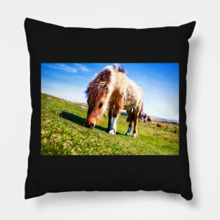 Dartmoor Ponies, Devon, UK Pillow