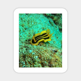 Pumpkin Sea Slug Magnet