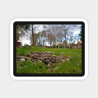 Pebbles and pine close up in the garden Magnet