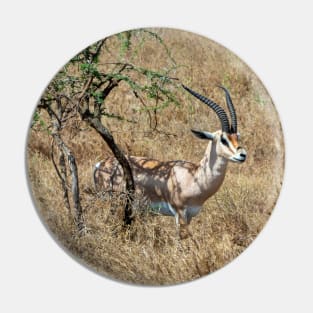 Wild Gazelle in Tanzania Pin