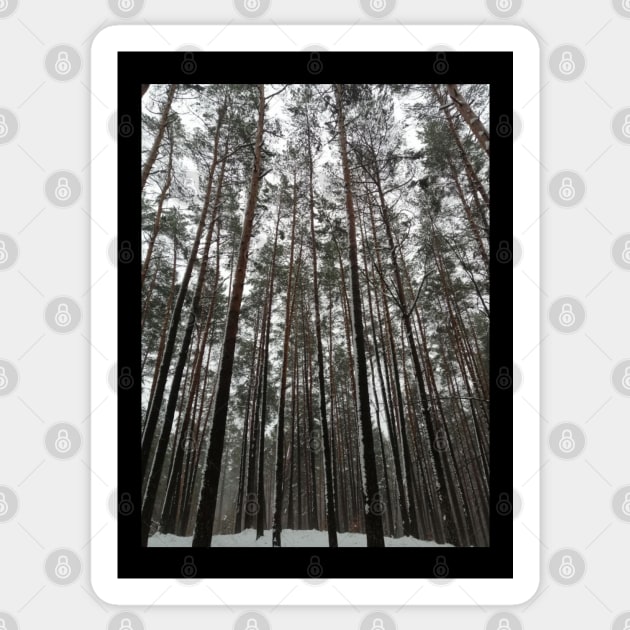 snowy forest beautiful treetops - Forest - Sticker