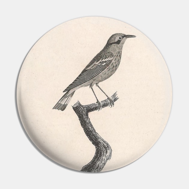 Ashy-headed Warbler Pin by ptMaker