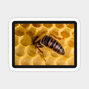 Queen Bee 2 Magnet