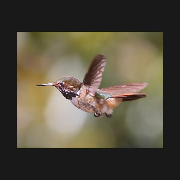 Scintillant Hummingbird by Carole-Anne