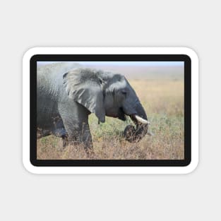 African Elephant Portrait, Serengeti, Tanzania. Magnet