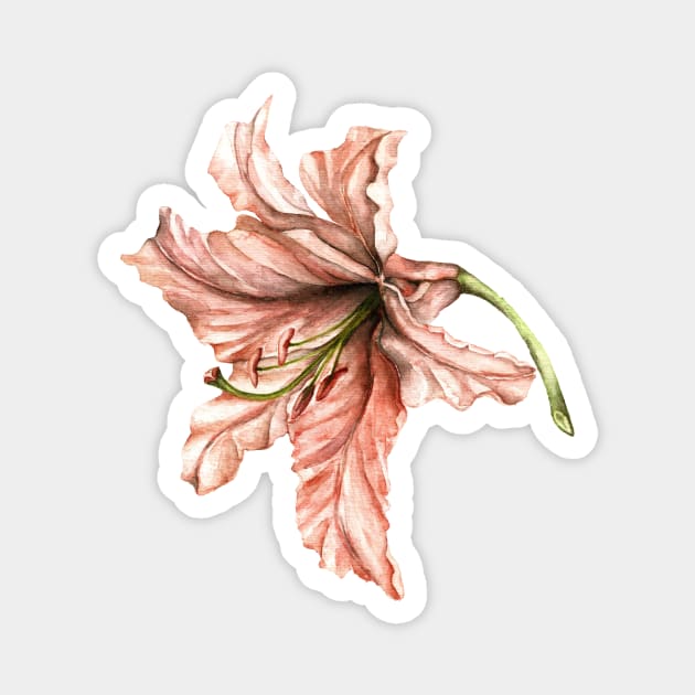 Pink Botanical Art Lilly Magnet by Goosi