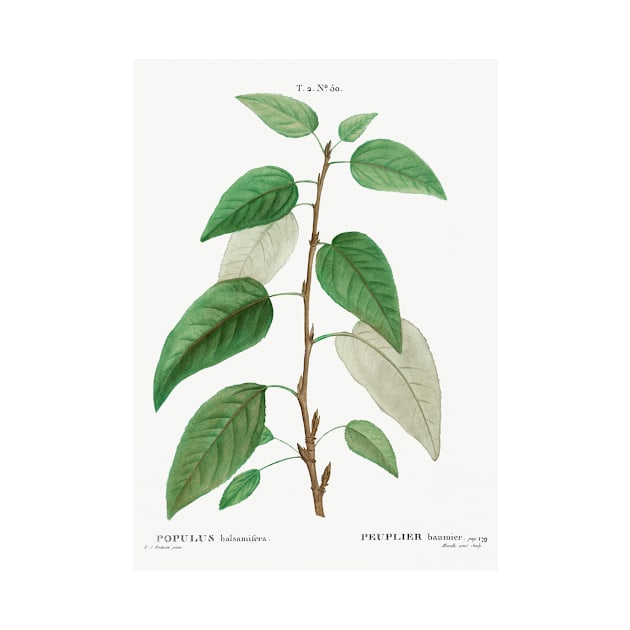 Balsam poplar (Populus balsamifera) from Traité des Arbres et Arbustes que l’on cultive en France en pleine terre (1801–1819) by Pierre-Joseph Redouté. by Elala