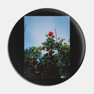 red rose instax Pin