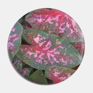 Caladiums In My Garden Pin