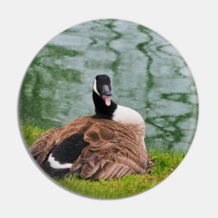 An Angry Female Canada Goose On Her Nest Pin