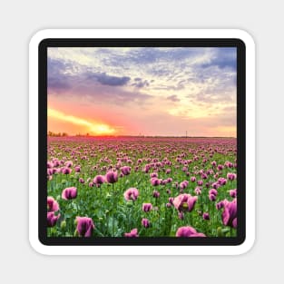 Sunset Fields of Purple Tulip Flowers Magnet