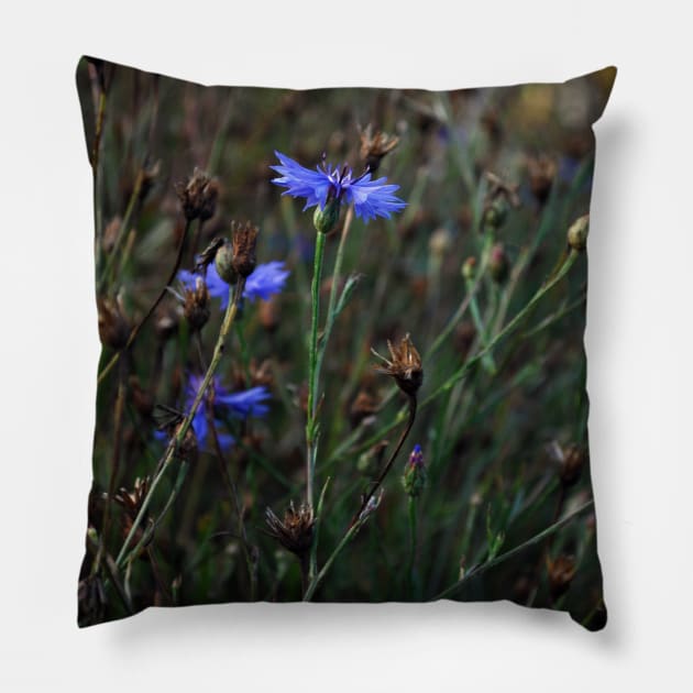 Cornflower Pillow by AbstractIdeas