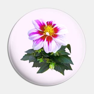 Two-Toned Pink Dahlia Pin