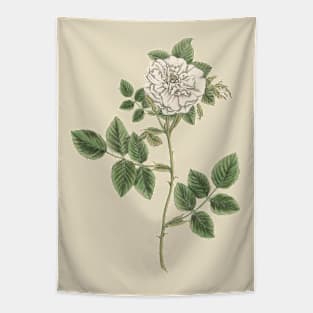 White Rose Flower Vintage Botanical Illustration Tapestry