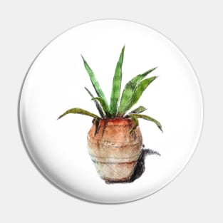 AMERICANA AGAVE in pot Pin