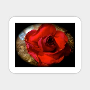 Red Rose 111 Magnet