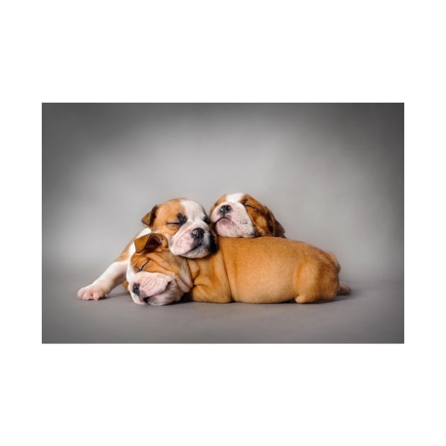 Sleeping Bulldog puppies by PetsArt