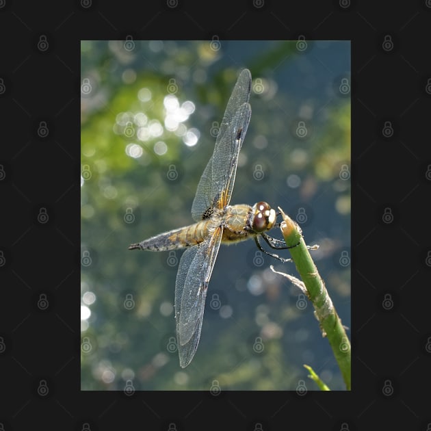 Dragonfly resting 3 by mbangert