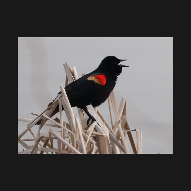 A Red-winged Blackbird Singing in the Rushes by Judy Geller