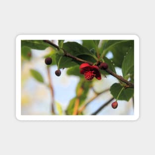 Magnolia vine - Schisandra rubriflora Magnet