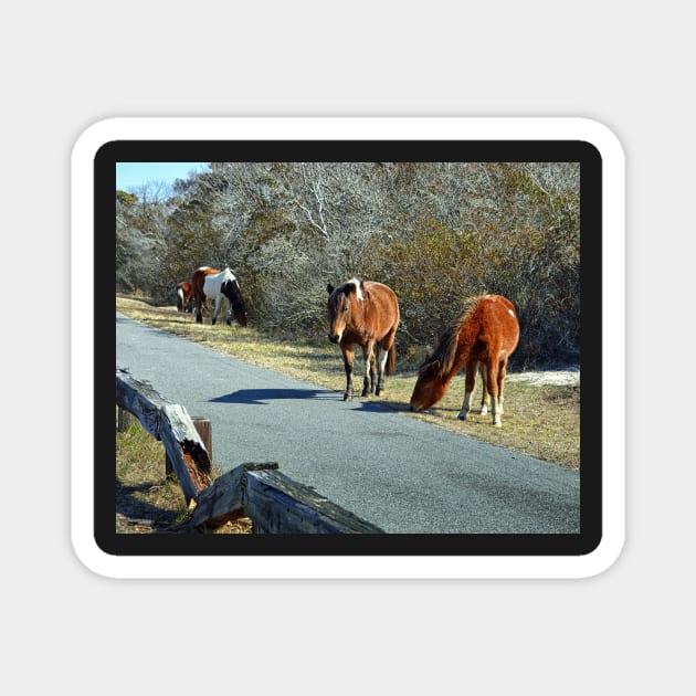 Assateague Ponies Say the Grass is Greener Magnet by Swartwout