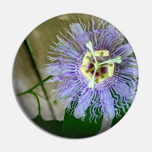 Passion flower in close-up - a photo study in green and purple Pin