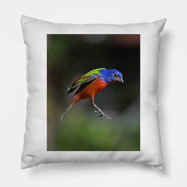 Painted Bunting Bird in Suspension Pillow by candiscamera