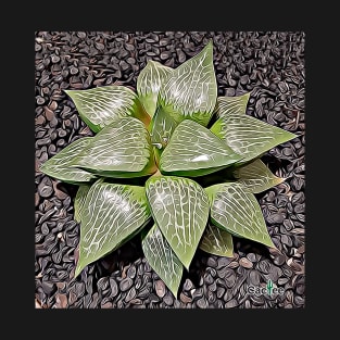 Haworthia Retusa T-Shirt