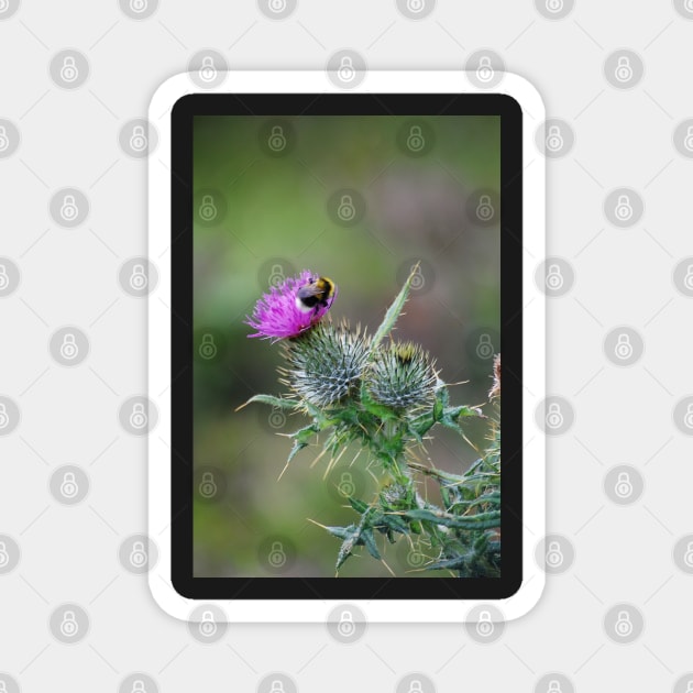 Thistle & the Bee two stingers Magnet by declancarr