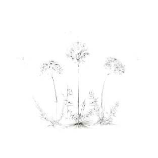 Dandelions T-Shirt