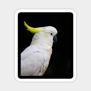 The Cockatoo Magnet