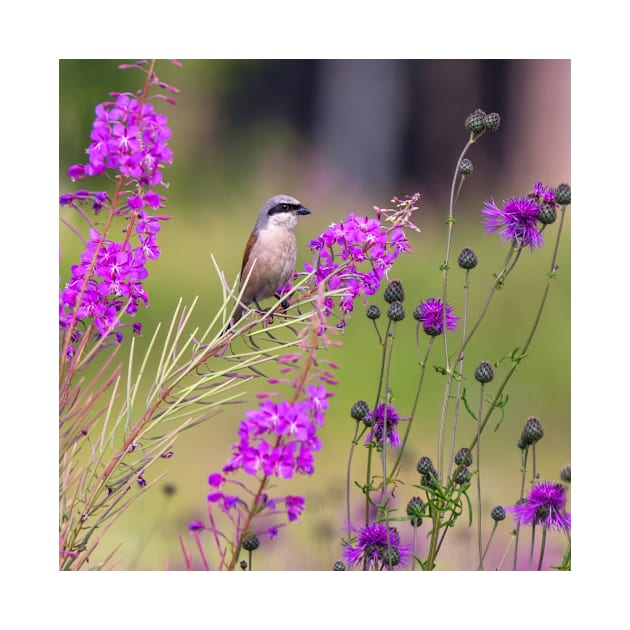 Red-backed shrike by Mikhail Vedernikov