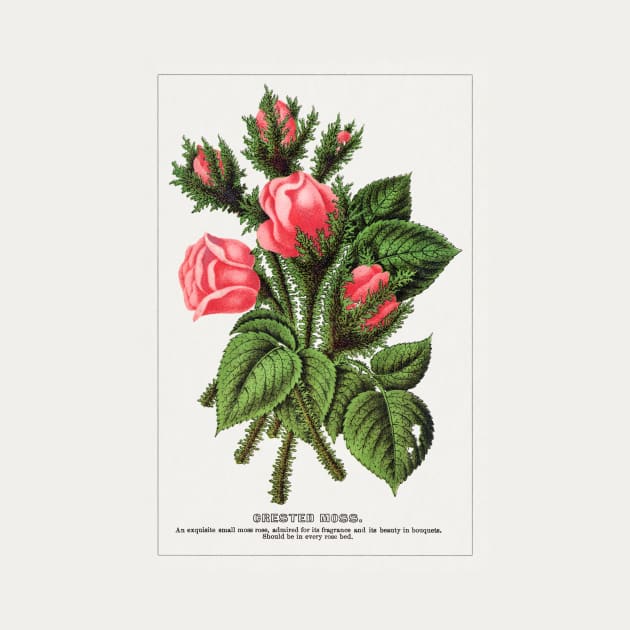 Pink roses, Crested Moss Lithograph (1900) by WAITE-SMITH VINTAGE ART