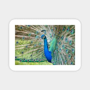 Peacock Magnet