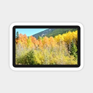 Colorado Fall Colors in the Aspen Trees Magnet