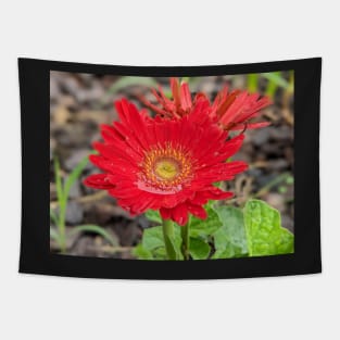 Red Wet Gerber Daisy Tapestry