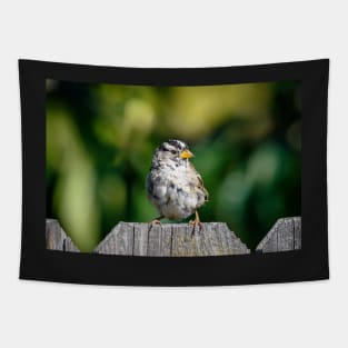 White-crowned sparrow Tapestry