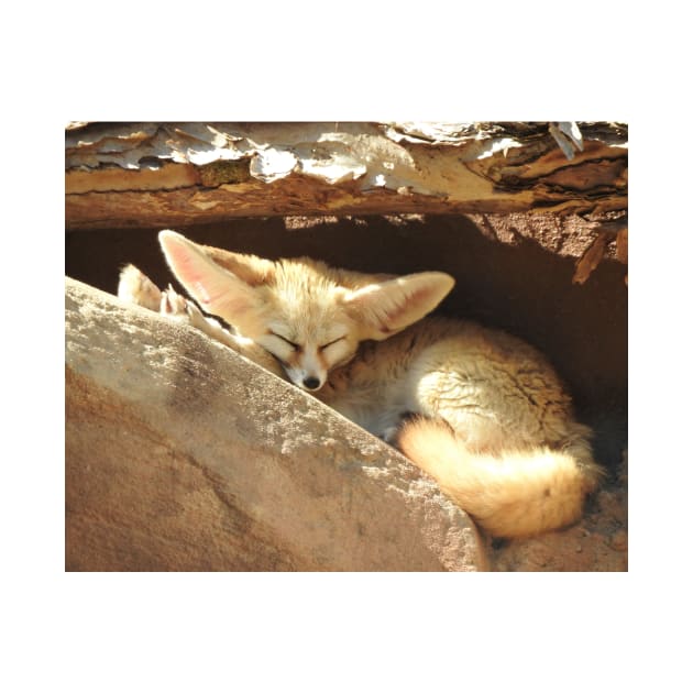 Fennec Fox by kirstybush